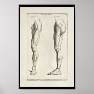 1691 Artistic Anatomy Leg Muscles Art Print