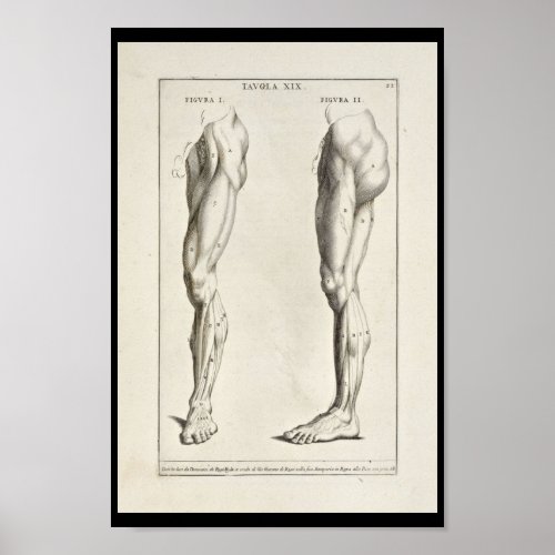 1691 Artistic Anatomy Leg Muscles Art Print