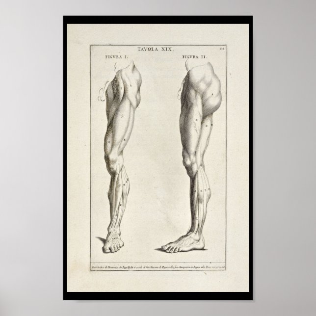 1691 Artistic Anatomy Leg Muscles Art Print (Front)