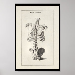 1691 Artistic Anatomy Skeleton Spine Art Print