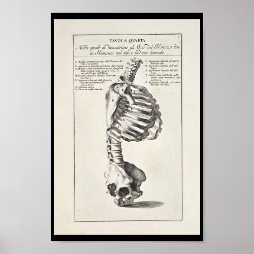 1691 Artistic Anatomy Skeleton Spine Art Print