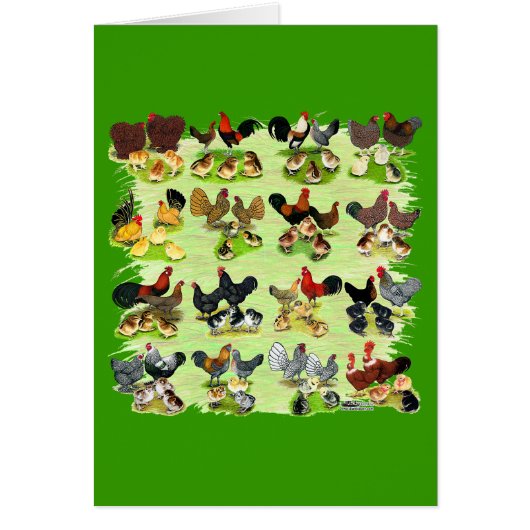 16 Chicken Families Cards (Front)
