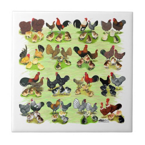 16 Chicken Families Ceramic Tile