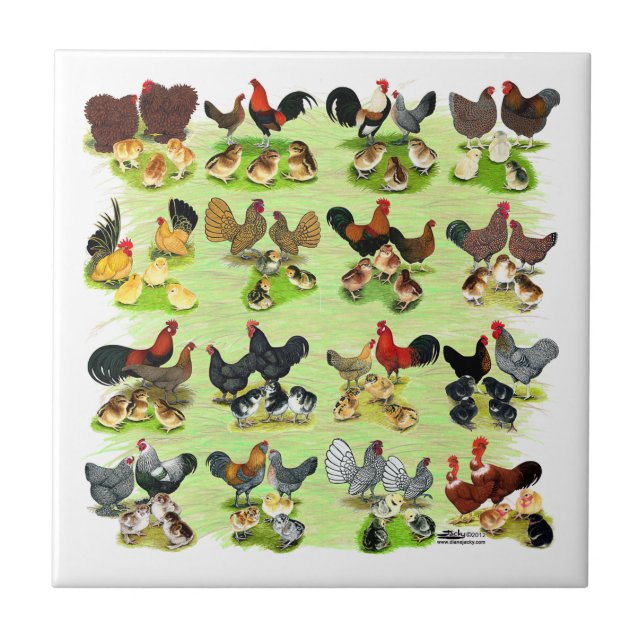 16 Chicken Families Ceramic Tile (Front)