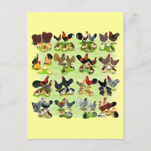 16 Chicken Families Postcard