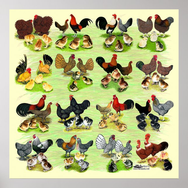 16 Chicken Families Poster (Front)
