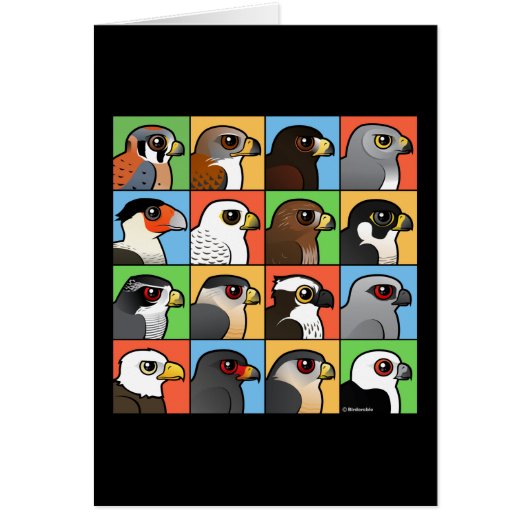 16 North American Raptor Profiles Cards (Front)