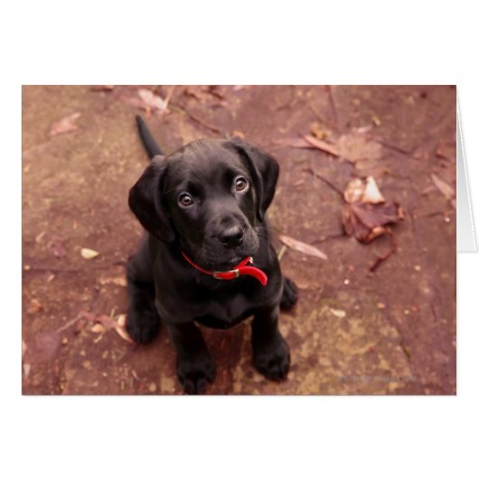 16 Week Old Black Lab Cards (Front Horizontal)