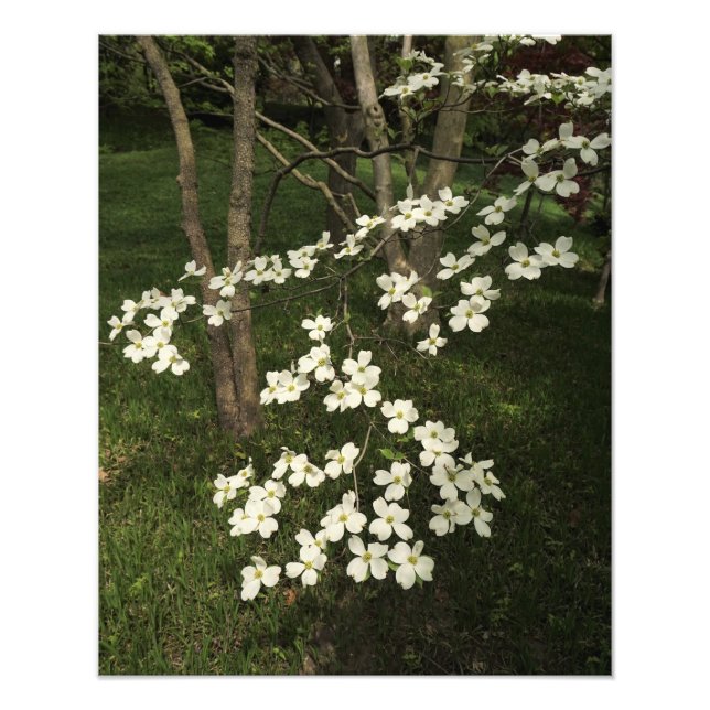 16"x20" White Dogwood Tree Photo Print (Front)