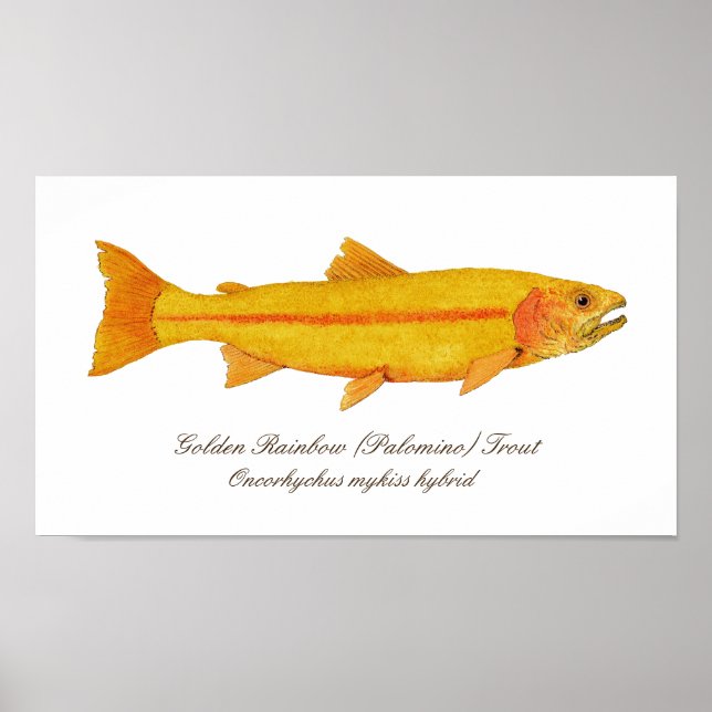 16" x 12", Value Poster Paper (Matte) (Front)