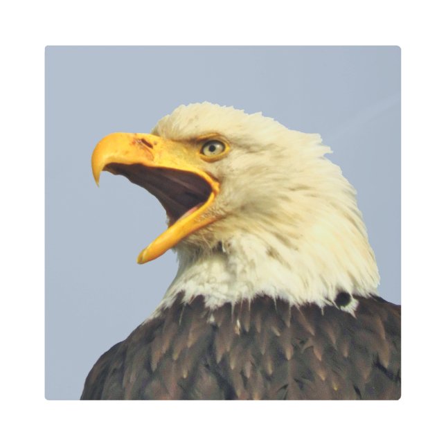 16"x 16" Metal Wall Art of eagle (Front)