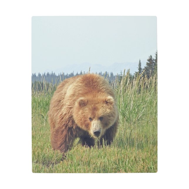 16"x 20" Metal Wall Art of grizzly bear (Front)