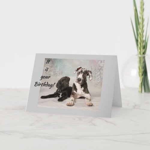 16th BIRTHDAY GREAT DANES HOPE ITS HAPPY Card