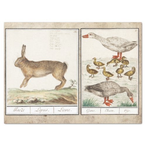 16TH CENTURY RABBIT GEESE AND GOSLINGS TISSUE PAPER