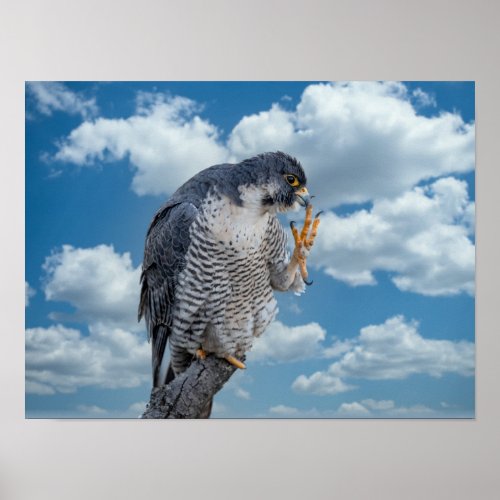 16x12 Peregrine Falcon along the Hudson River Poster