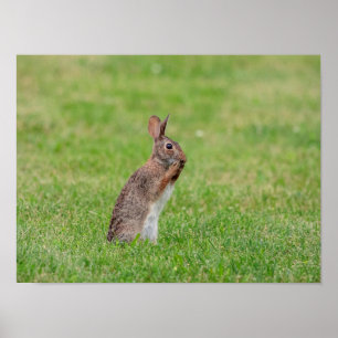 16x12 Rabbit standing in the grass and looking shy Poster