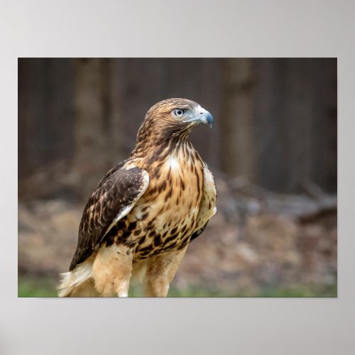 16x12 Red_tailed hawk in the Hudson Valley Poster