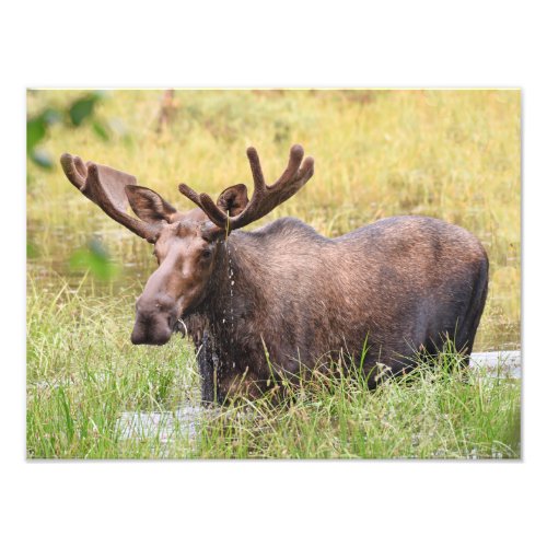 16x12 Satin photo of moose