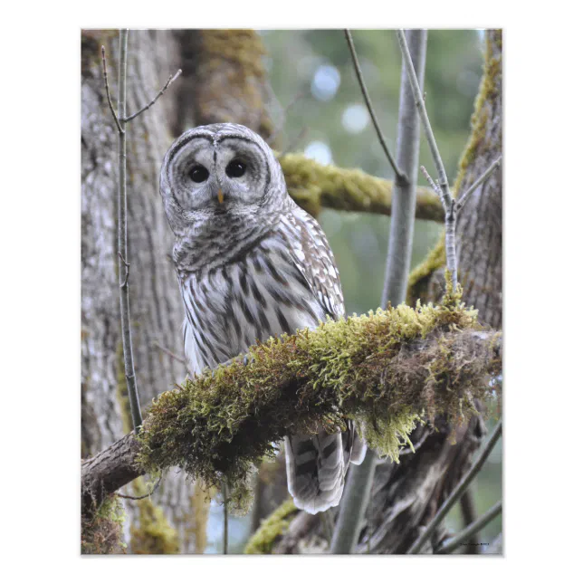 16X20 Barred Owl in Big Leaf Maple Tree Photo Print Zazzle