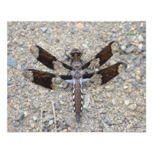 16X20 Dragonfly - A Common White-tail Photo Print
