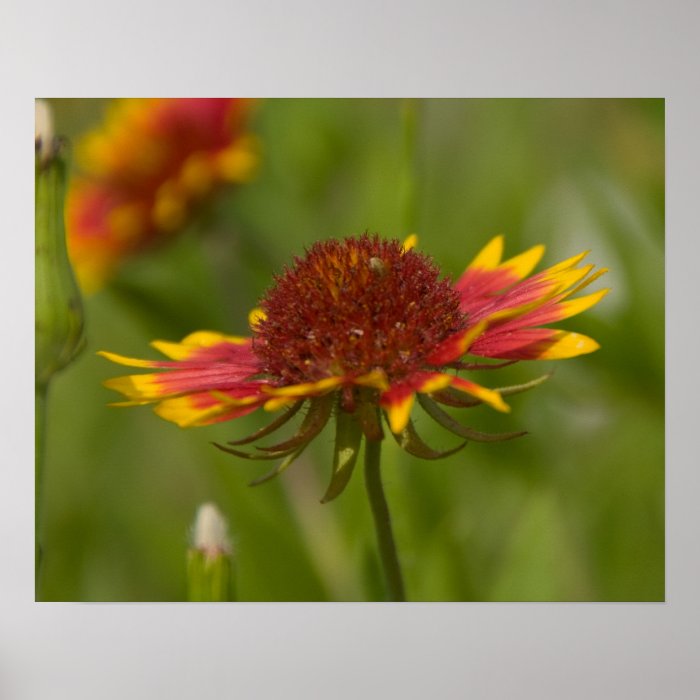 16x20 Indian Blanket Wildflower Posters