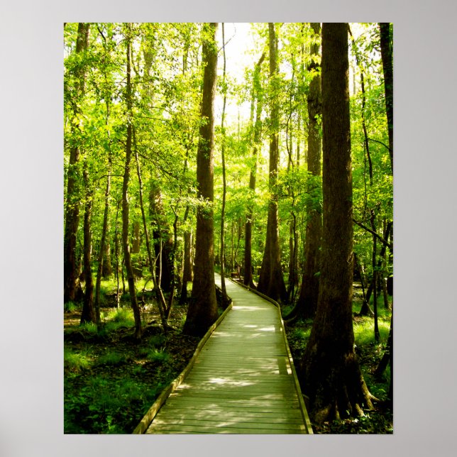 16x20 Poster - Forest Path (Front)