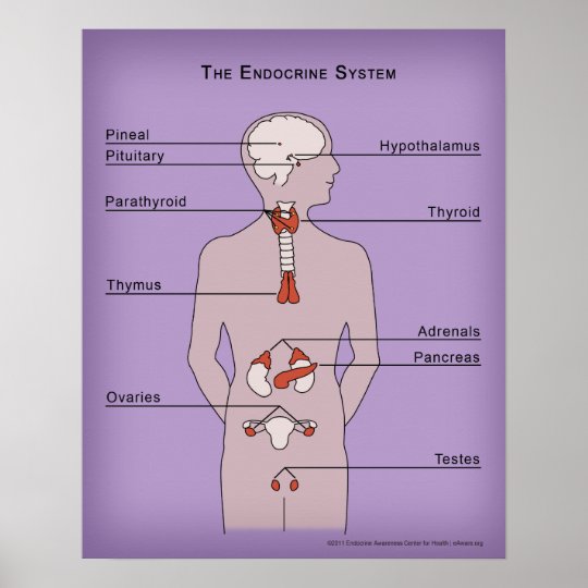16x20 Poster of the Endocrine System | Zazzle.com