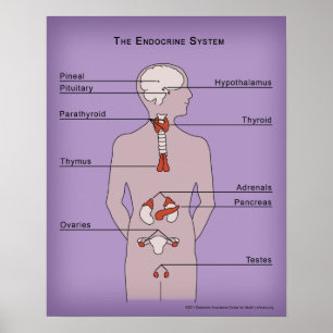 16x20 Poster of the Endocrine System