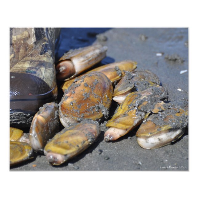16X20 Razor Clams Digging Photo Print (Front)