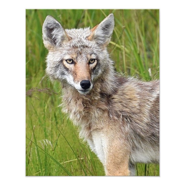 16x20 Satin photo of coyote (Front)