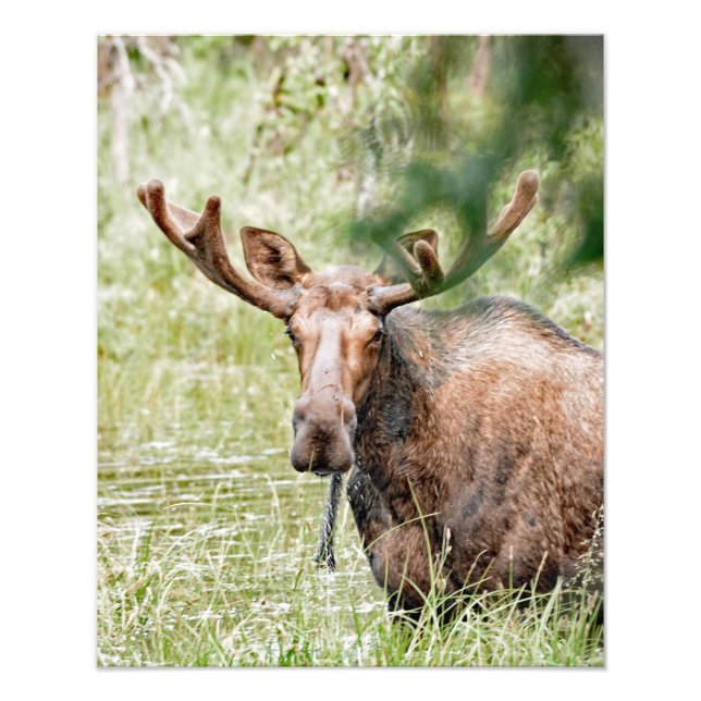 16x20 Satin photo of moose (Front)