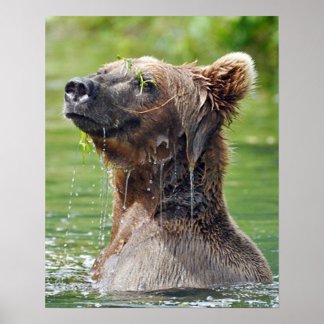 16x20  Value Poster Paper (Matte) w/ grizzly bear (Front)
