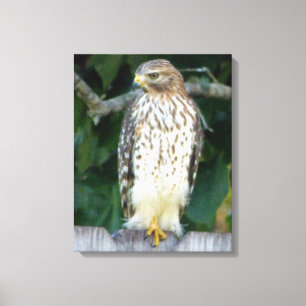 16x20  Wrapped Canvas (Gloss) w/ falcon Print