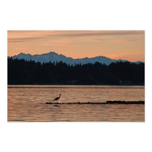 16X24 Sunset on the Olympic Mountains wa Heron Photo Print