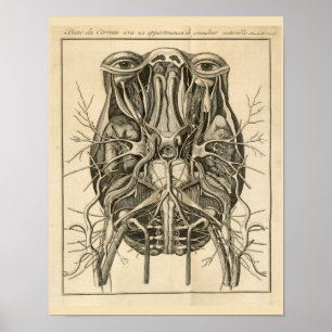 1744 Eyes Brain Cranial Nerves Anatomy Print