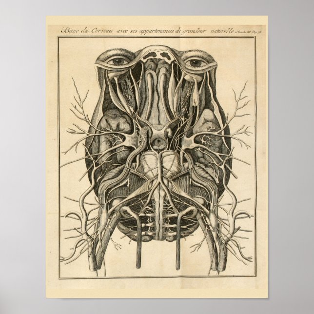1744 Eyes Brain Cranial Nerves Anatomy Print (Front)