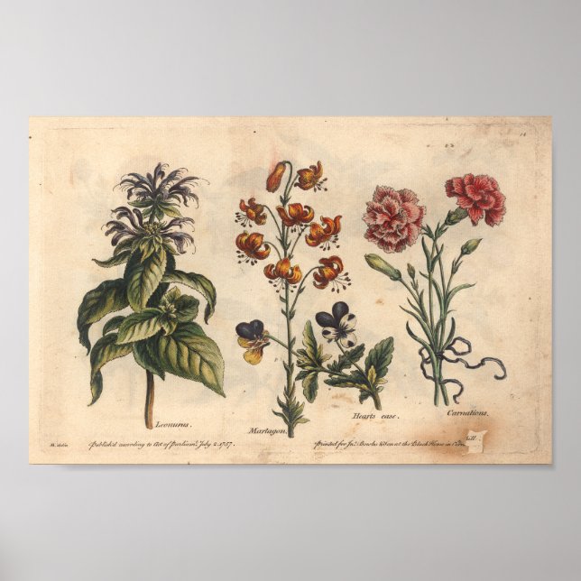1757 Botanical Flower Art Print Carnation (Front)