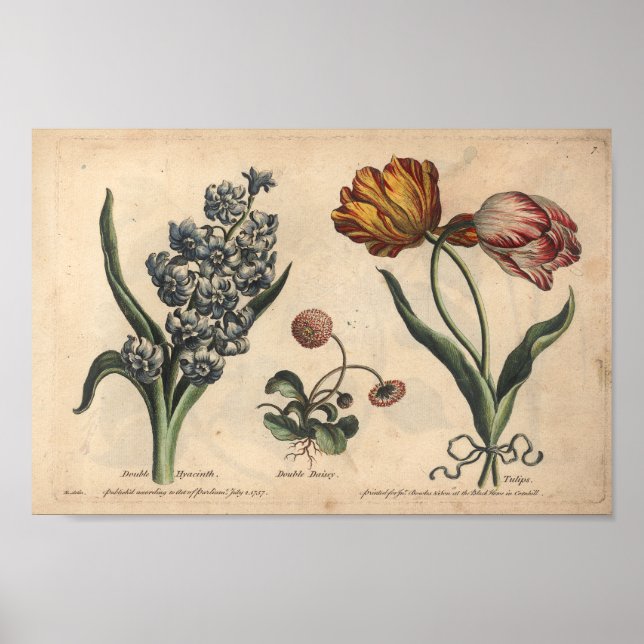 1757 Botanical Flower Art Print Tulip (Front)