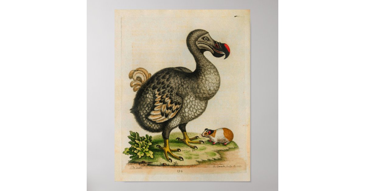 1760 Dodo Bird Vintage Illustration Print | Zazzle