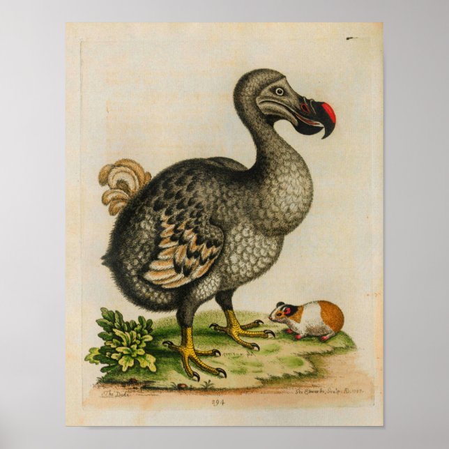1760 Dodo Bird Vintage Illustration Print (Front)