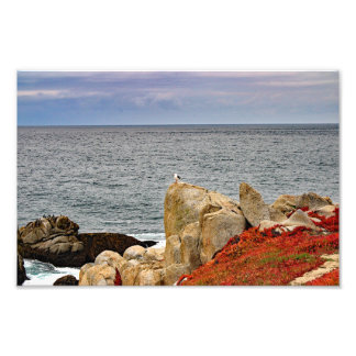17 Mile Drive Photo Print