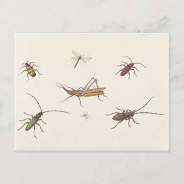 17th C. Fine Art Sketch of seven different insects