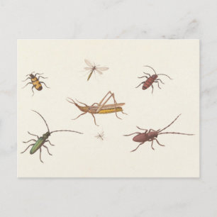 17th C. Fine Art Sketch of seven different insects Postcard