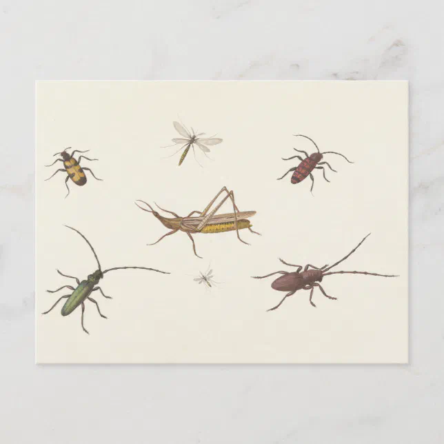 17th C. Fine Art Sketch of seven different insects Postcard | Zazzle