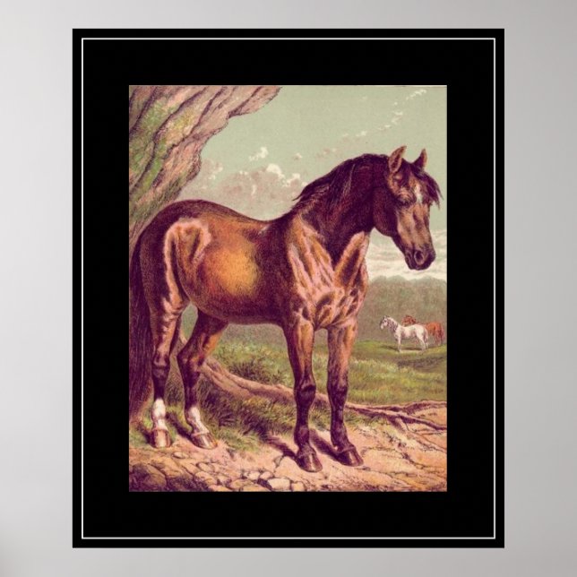 1800's Horse Vintage Print (Front)