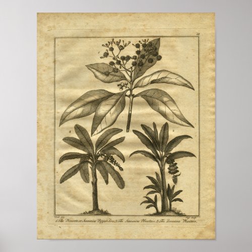 1817 Banana Plantain Culpeper Herbal Print