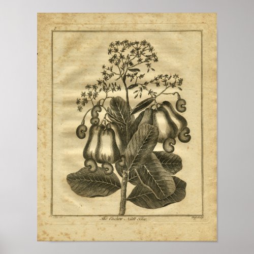 1817 Cashew Nut Culpeper Herbal Print