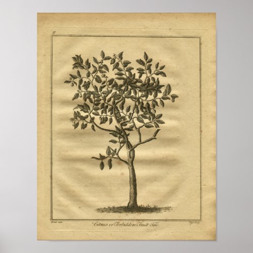 1817 Forbidden Fruit Culpeper Herbal Print