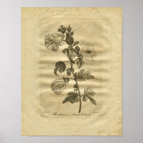 1817 Marsh Mallows Culpeper Herbal Print