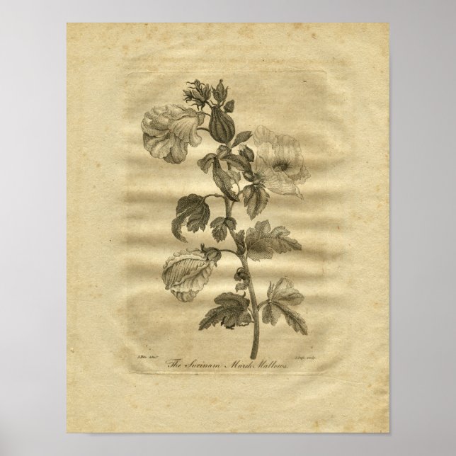 1817 Marsh Mallows Culpeper Herbal Print (Front)